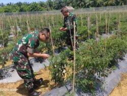 Kodim 0105/Abar Panen Cabai Merah di Kompi Produksi
