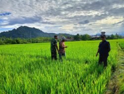 Babinsa Jaya Bersama PPL dan Kelompok Tani Tinjau Pertumbuhan Padi di Desa Pante Keutapang