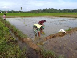 Babinsa Koramil 0105-10/Woyla Barat Kopka Roni Gunawan Bantu Petani Tanam Padi di Desa Monpasong