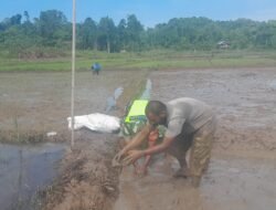 Babinsa Setia Bakti Dampingi Poktan Lembah Sejahtera Mulai Tanam Padi, Dukung Program Ketahanan Pangan
