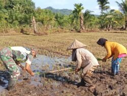 Babinsa Koramil 03/Setia Bakti Dampingi Kelompok Tani Gunung Jaya dalam Penanaman Padi di Aceh Jaya