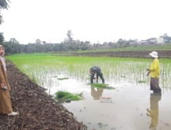 Babinsa Turun Langsung ke Sawah, Bantu Petani Tanam Padi di Desa Babirik Hulu