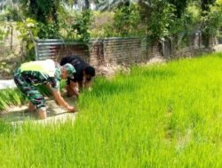 Dukung Ketahanan Pangan, Babinsa Koramil 09/Samatiga Sertu Puguh Purnomo Dampingi Kelompok Tani Cabut Bibit Padi di Desa Pinem