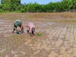 Babinsa Pasie Raya Pantau Perkembangan Jagung Kelompok Tani, Dukung Ketahanan Pangan Desa