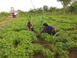 Babinsa Posramil 05/PC Kodim 0105/Aceh Barat Wujudkan Kepedulian Lewat Aksi Nyata