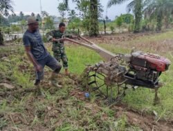 Sinergi TNI dan Petani: Babinsa Koramil 09/Samatiga Sertu Buchari Muslim Turun ke Sawah Bantu Pok Tani di Desa Pinem
