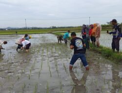 Babinsa Koramil Paguyaman Dampingi Penanaman Padi Sawah di Desa Rejonegoro
