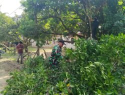 Babinsa Koramil 02/Woyla Bersama Petugas PLN Bersihkan Ranting Pohon dan Melaksanakan Pemotongan Serta Pemangkasasan, Guna Cegah Gangguan Jaringan Listrik di Wilayah Binaan