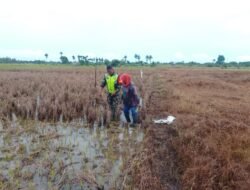Babinsa Koramil 08 Dampingi Warga Tanam Padi di Desa Ujung Beusa