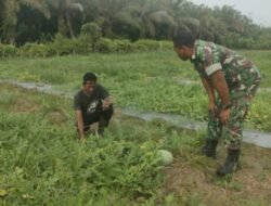 Kendati Hari Libur, Babinsa Koramil 04/Meureubo Tulus Ikhlas Bantu Petani Kuatkan Ketahanan Pangan