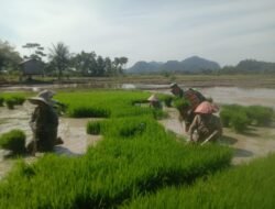 Babinsa Setia Bakti Bersama Kelompok Tani Harkat Tani Pacu Luas Tanam Padi Ciherang di Desa Sapek