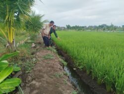Babinsa Koramil 07/ Johan Pahlawan Pantau Perkembangan Padi di Desa Kuta Padang