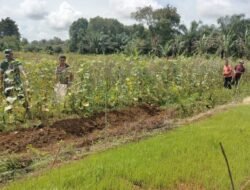 Tekan Angka Inflasi, Babinsa Koramil 04/Meureubo Bantu Petani Palawija