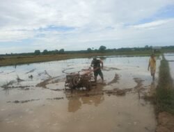Babinsa Koramil Panga Turun Langsung Bantu Petani Olah Lahan Pertanian