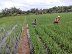 Babinsa Koramil 09/Samtiga Kopda Hendrawan Bersama Pok Tani Tinjau Kondisi Tanaman Padi