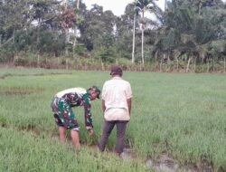 Babinsa Bantu Petani Sisip Tanaman Padi di Wilayah Binaan