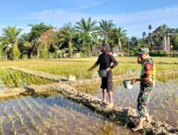Babinsa Koramil 09/Samatiga dampingi Poktani dalam pemupukan padi di Desa Pinem