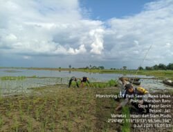 Babinsa Turun Langsung ke Sawah, Bantu Petani Tanam Padi