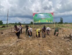 Babinsa Koramil Kelumpang Hulu Hadiri Tanam Jagung Serentak di Kecamatan Hampang