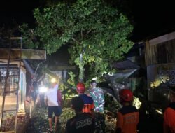 Hujan Lebat dan Angin Kencang, Pohon Tumbang Menimpa Rumah Warga Binaan Babinsa Bersama Stakeholder Dengan Cepat Lakukan Evakuasi