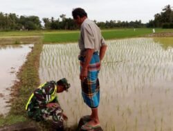Babinsa Koramil 09/Samatiga, Serma Havendra, Laksanakan Pendampingan Kelompok Tani di Desa Pinem Demi Keberhasilan Musim Tanam
