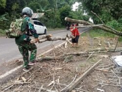 Babinsa Sigap Bantu Evakuasi Pohon Tumbang di Jalan Utama