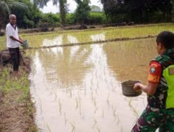 Babinsa Koramil 09/Samatiga Dampingi Kelompok Tani dalam Pemupukan Padi di Desa Pinem