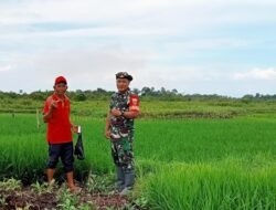 Babinsa Dampingi Petani: Monitoring Lahan Sawah untuk Mendukung Ketahanan Pangan