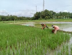 ‎Babinsa Koramil 0105-10/Woyla Barat Bantu Warga Kutip Keong di Sawah Desa Pasi Jeut