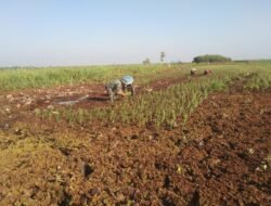 Babinsa Bantu Petani Tanam Padi, Wujud Kepedulian TNI terhadap Rakyat