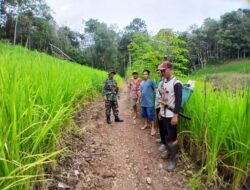 Meningkatkan Semangat Petani, Babinsa Koramil 1003-01/Telaga Langsat Lakukan Pembinaan dan Pendampingan