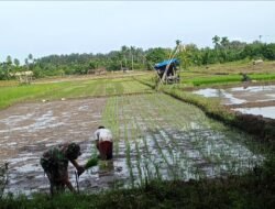 Sinergi Babinsa dan Petani: Serda M. Hasan Dukung Percepatan Tanam Padi di Aceh Jaya
