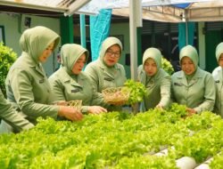 Persit Kodim 1001/HSU-BLG Panen Sayuran Hidroponik: Wujud Nyata Ketahanan Pangan