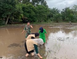 Koptu Sugianto dan Mahasiswi PKL Dampingi Petani Panen Padi di Aceh Jaya
