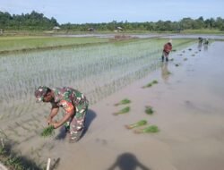 Babinsa Darul Hikmah Serda M. Hasan Turun Langsung Bantu Petani Tanam Padi di Desa Blang Dalam