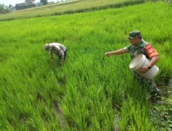 Koramil 09/Sawit Dampingi Petani dalam Pemupukan untuk Meningkatkan Hasil Pertanian