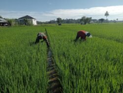 Babinsa Koramil 0105-10/Woyla Barat Bantu Petani Bersihkan Lahan Sawah di Desa Pasi Jeut