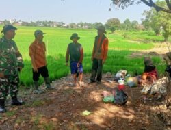 Babinsa Amuntai Utara Laksanakan Monitoring Tanam Padi untuk Mendukung Ketahanan Pangan
