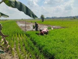 Babinsa Sungai Pandan Dampingi Petani Tanam Padi untuk Mendukung Swasembada Pangan