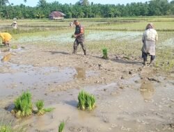 Babinsa Serda M. Hasan Turun Langsung Bantu Petani di Gampong Baro Patek, Tingkatkan Semangat Swasembada Pangan Aceh Jaya