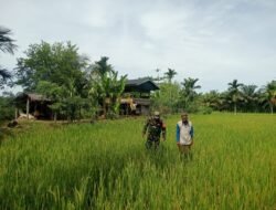 Babinsa Posramil 05/PC Kodim 0105/Aceh Barat Aktif Dampingi Petani Hadapi Masa Tanam Gaduh