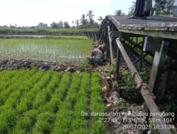 Babinsa Koramil 1001-11/Danau Panggang Dampingi Petani Tanam Padi untuk Mewujudkan Swasembada Pangan