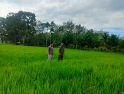 Babinsa Posramil 05/PC Kodim 0105/Aceh Barat Aktif Dampingi Petani Wujudkan Ketahanan Pangan Wilayah