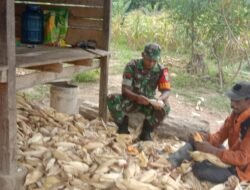 Babinsa Pasie Raya Turun Langsung Bantu Warga, Ikut Mengupas Jagung di Desa Timpleung