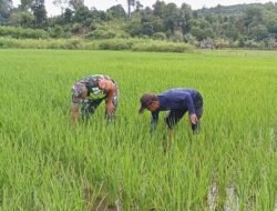 Babinsa Koramil 03/Setia Bakti Dampingi Kelompok Tani Atasi Hama untuk Ketahanan Pangan