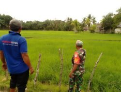 Memantau Perkembangan Tanaman Padi, Babinsa Posramil 06/Bubon Tingkatkan Ketahanan Pangan