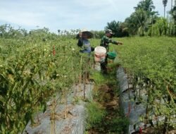 Babinsa Posramil 05/PC Kodim 0105/Aceh Barat Hadirkan Semangat di Tengah Panen Rakyat