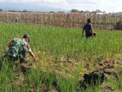 Sinergi TNI dan Masyarakat Desa: Babinsa Dampingi Petani dalam Kegiatan Pertanian