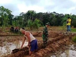 Meningkatkan Produktivitas Lahan Pertanian, Kodim 1003/HSS Berkolaborasi Dengan Petani Dalam Program Oplah