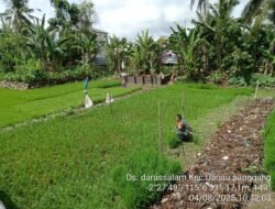 Babinsa Aktif Mendampingi Petani dalam Proses Tanam Padi
